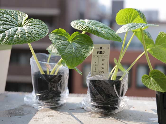 ベランダで沢わさびの植え付け！家庭菜園の水耕栽培で育ててみるよ | まあくんのなんでも体験記。